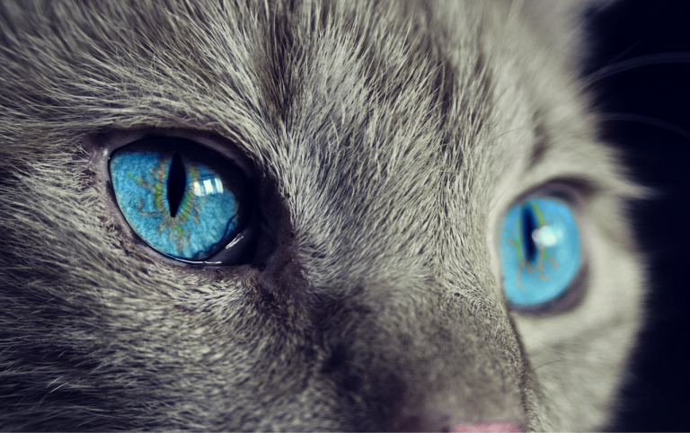 cat, animal, cat's eyes