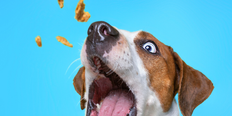 Treat your dog to home-made biscuits